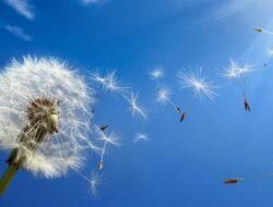 Air Bag Deployment Injuries Understanding Impact And Safety