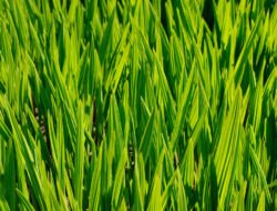 Green Poly Bags Eco-friendly Packaging Solutions