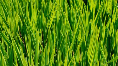 Green Poly Bags Eco-friendly Packaging Solutions