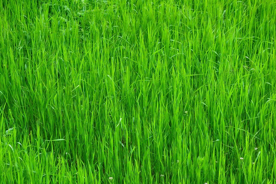 Grass Green Nature · Free photo on Pixabay